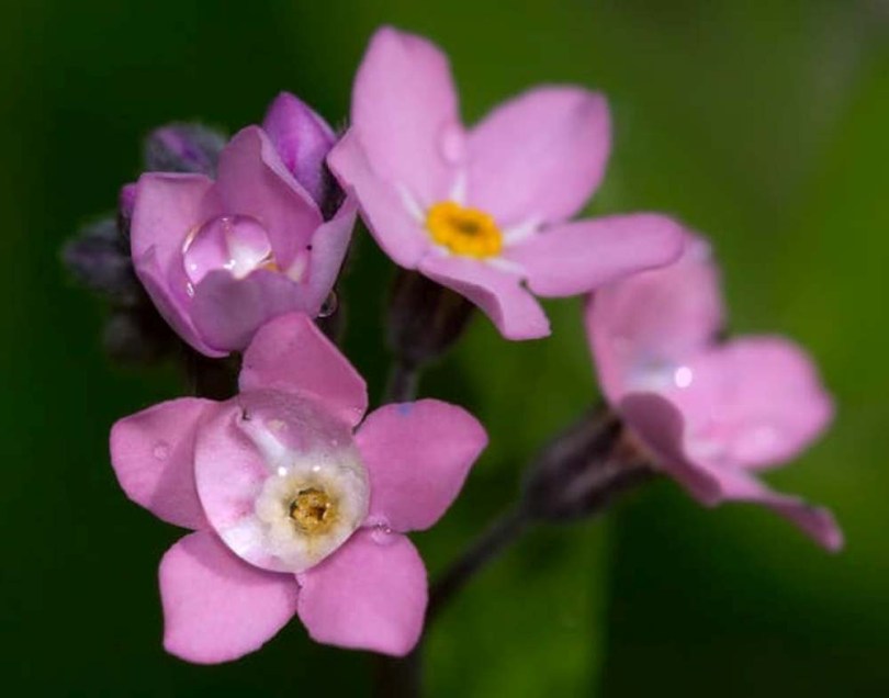 Rózsaszín erdei nefelejcs Bosje Roze - Myosotis sylvatica, Myosotis sylvatica, ehető virág